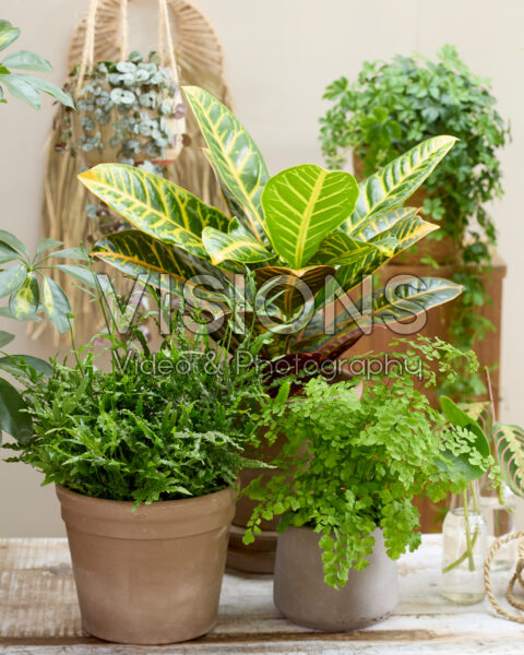Kamerplanten combinatie Kamerplanten combinatie
