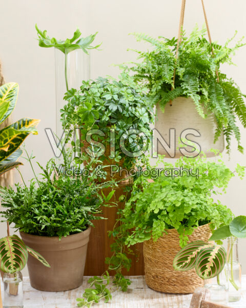 Kamerplanten combinatie Kamerplanten combinatie