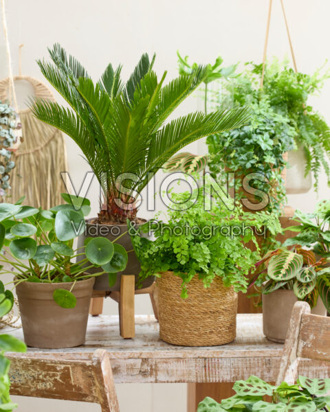 Kamerplanten combinatie Kamerplanten combinatie