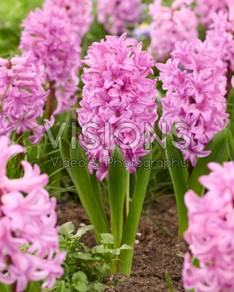 Hyacinthus Anna Liza Hyacinthus Anna Liza