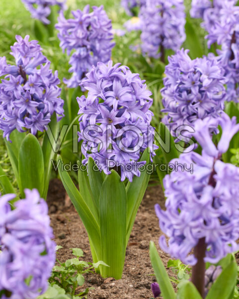 Hyacinthus Atlantic Hyacinthus Atlantic