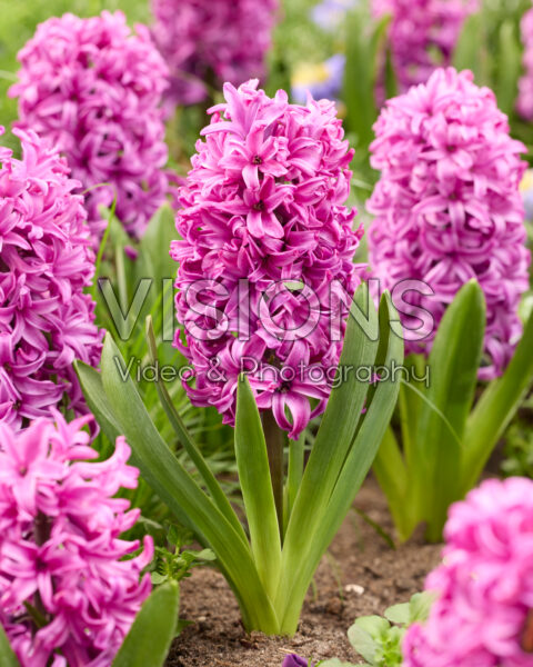 Hyacinthus Pink Sensation Hyacinthus Pink Sensation