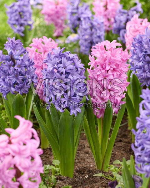 Hyacinthus Atlantic, Anna Liza Hyacinthus Atlantic, Anna Liza