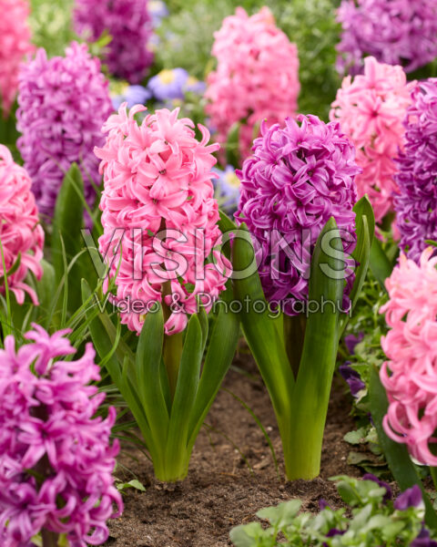 Hyacinthus Pink Sensation, Pink Pearl Hyacinthus Pink Sensation, Pink Pearl