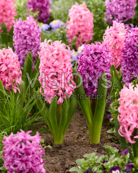 Hyacinthus Pink Sensation, Pink Pearl Hyacinthus Pink Sensation, Pink Pearl