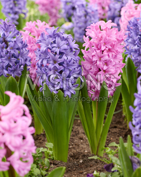 Hyacinthus Atlantic, Anna Liza Hyacinthus Atlantic, Anna Liza