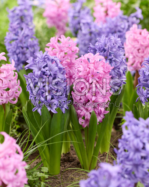 Hyacinthus Atlantic, Anna Liza Hyacinthus Atlantic, Anna Liza