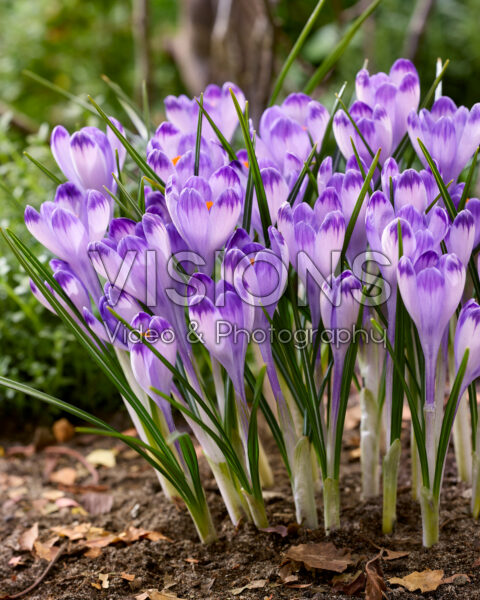 Crocus heuffelianus Harry Hay Crocus heuffelianus Harry Hay