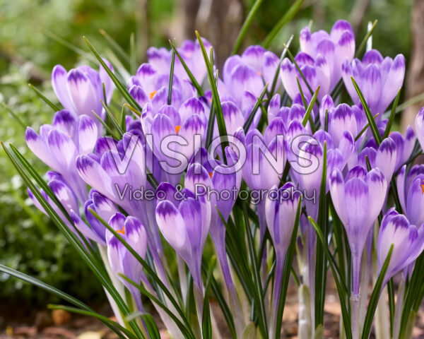 Crocus heuffelianus Harry Hay Crocus heuffelianus Harry Hay