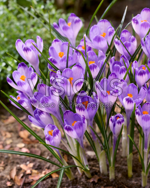 Crocus heuffelianus Harry Hay Crocus heuffelianus Harry Hay