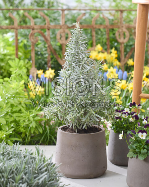 Lavandula angustifolia Lavandula angustifolia
