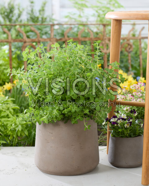 Origanum vulgare Origanum vulgare