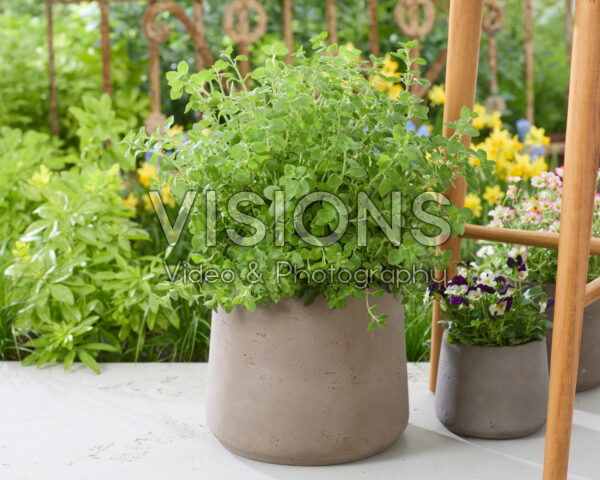 Origanum vulgare Origanum vulgare