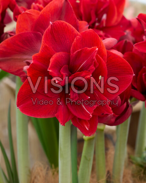 Hippeastrum Red Toro Hippeastrum Red Toro