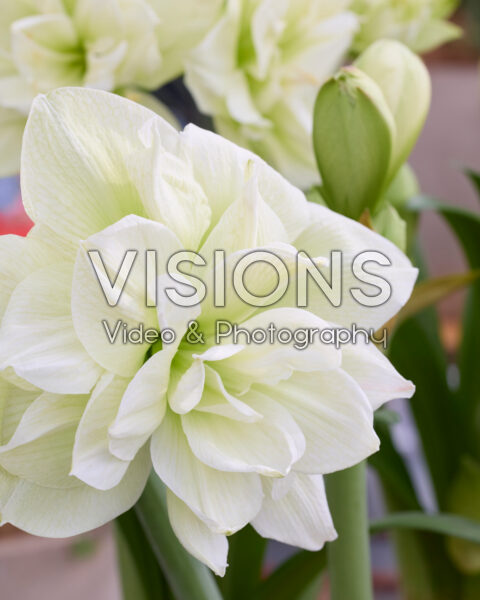 Hippeastrum Marilyn Hippeastrum Marilyn