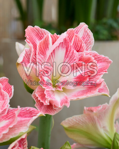 Hippeastrum Pretty Nymph Hippeastrum Pretty Nymph