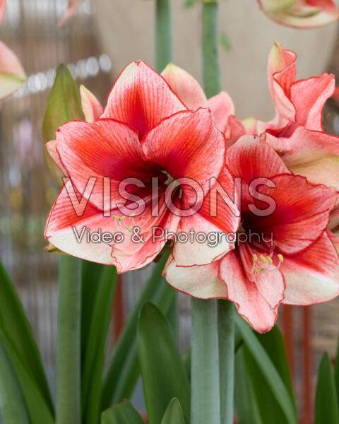 Hippeastrum Coral Beach Hippeastrum Coral Beach