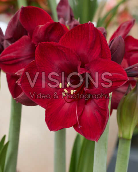Hippeastrum Benfica Hippeastrum Benfica