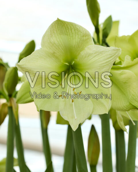 Hippeastrum Luna Hippeastrum Luna