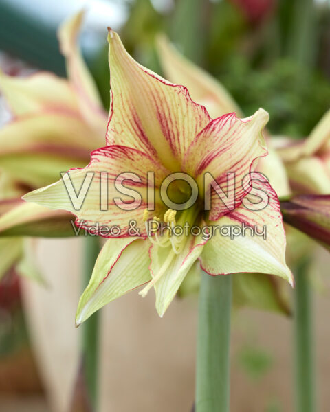 Hippeastrum Magic Green Hippeastrum Magic Green