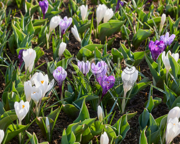 Crocus vernus mix Crocus vernus mix