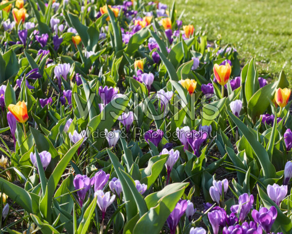 Tulipa and Crocus mix Tulipa and Crocus mix