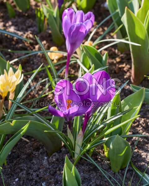 Crocus vernus Flower Record Crocus vernus Flower Record