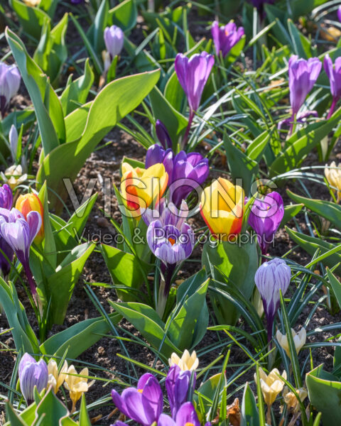 Tulipa and Crocus mix Tulipa and Crocus mix