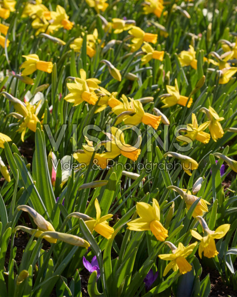 Narcissus Jetfire Narcissus Jetfire