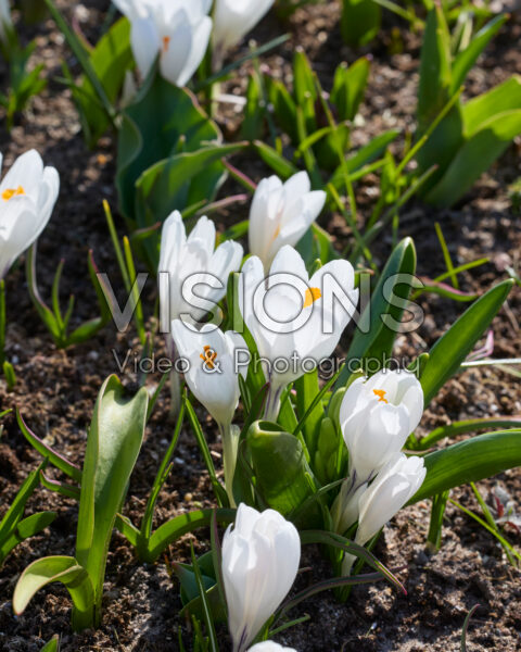 Crocus vernus Jeanne d'Arc Crocus vernus Jeanne d'Arc