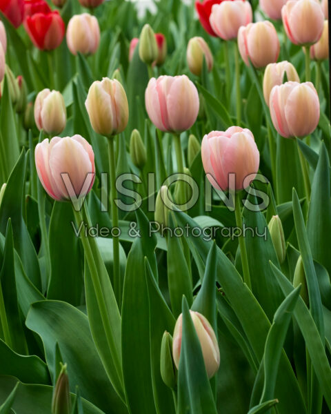 Tulipa Salmon Impression Tulipa Salmon Impression