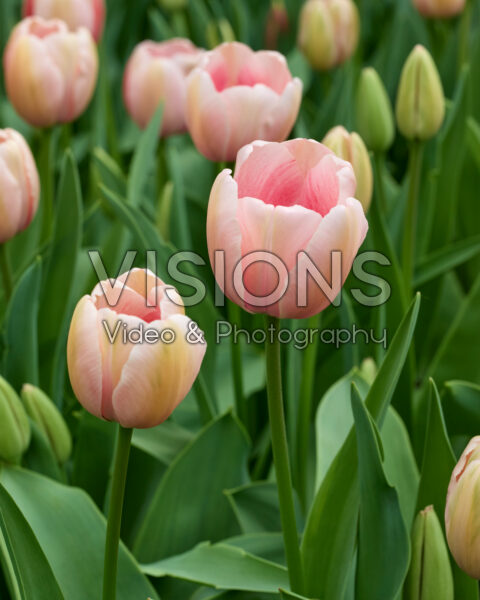 Tulipa Salmon Impression Tulipa Salmon Impression