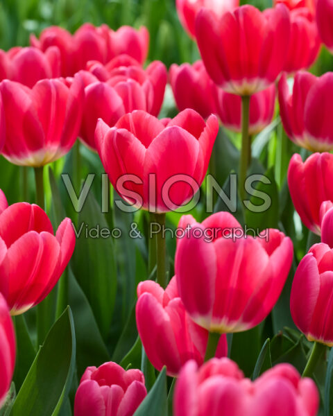 Tulipa Rosy Delight Tulipa Rosy Delight