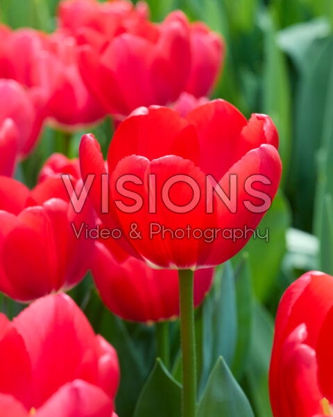 Tulipa Cherry Delight Tulipa Cherry Delight