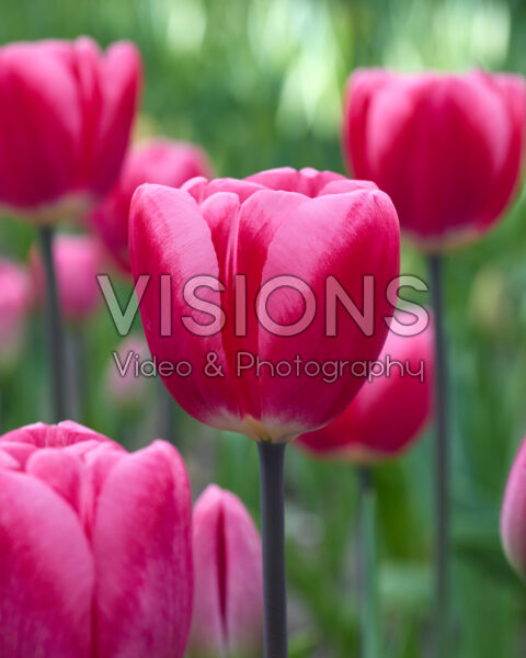 Tulipa nr 299 Tulipa nr 299