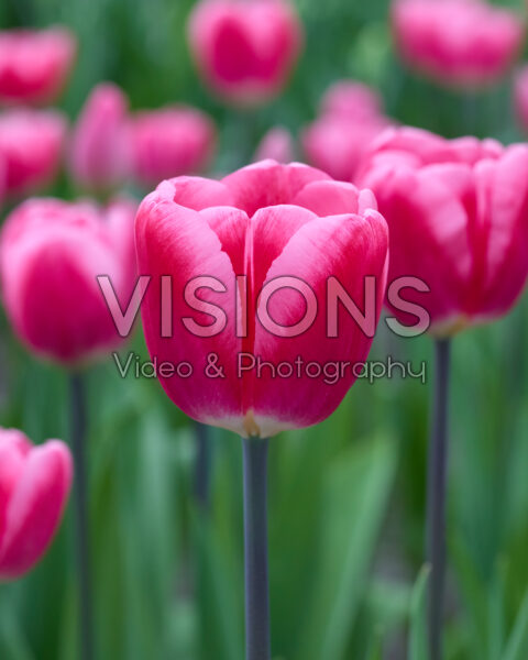 Tulipa nr 299 Tulipa nr 299