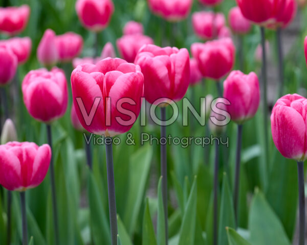 Tulipa nr 299 Tulipa nr 299
