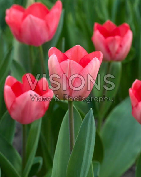 Tulipa Barre Alta Tulipa Barre Alta