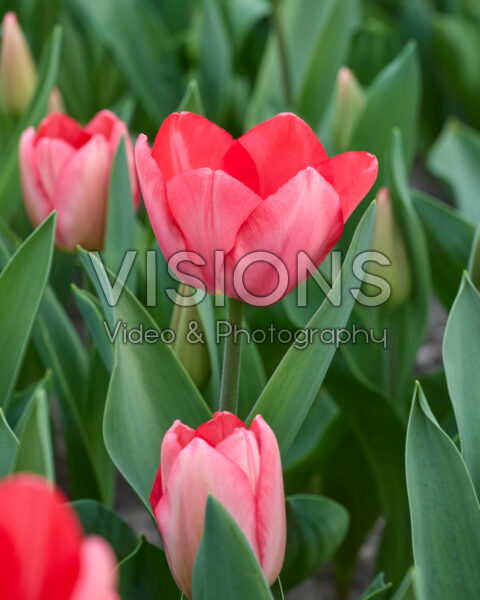 Tulipa Barre Alta Tulipa Barre Alta