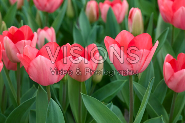 Tulipa Barre Alta Tulipa Barre Alta