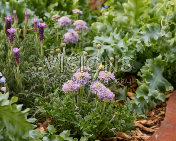 Scabiosa Scabiosa