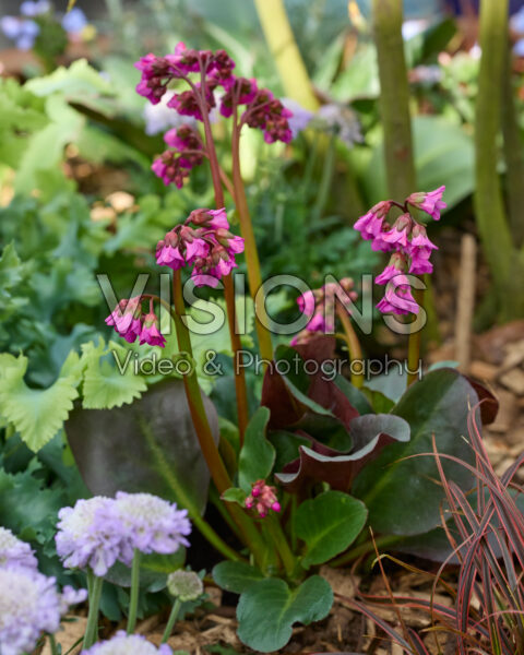 Bergenia Bergenia