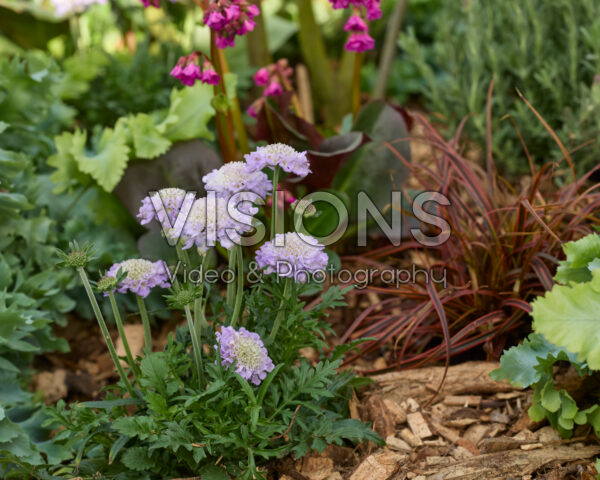 Scabiosa Scabiosa