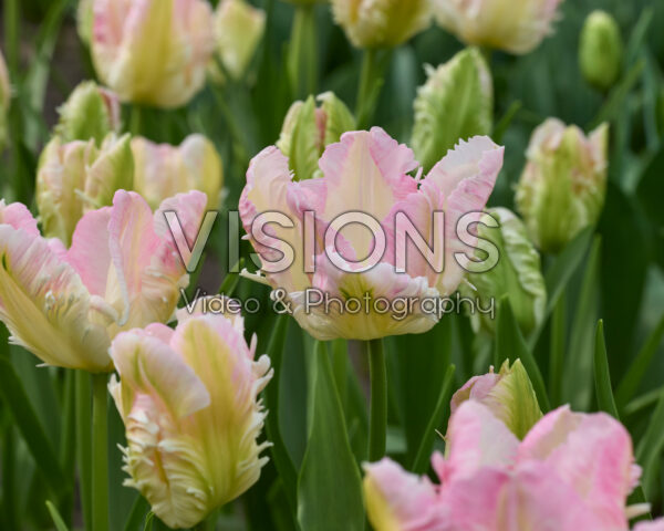 Tulipa Cabanna Tulipa Cabanna