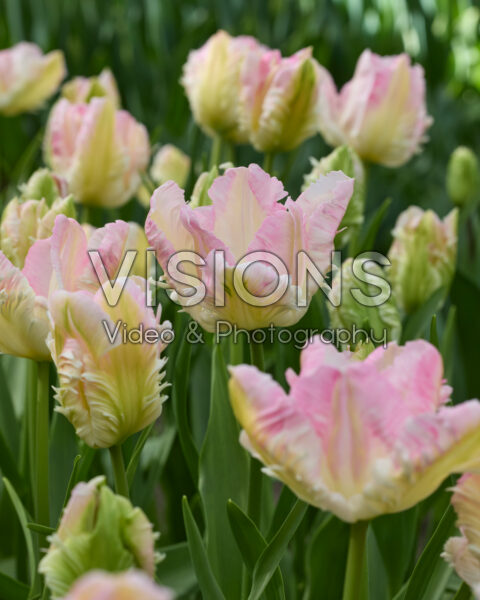 Tulipa Cabanna Tulipa Cabanna