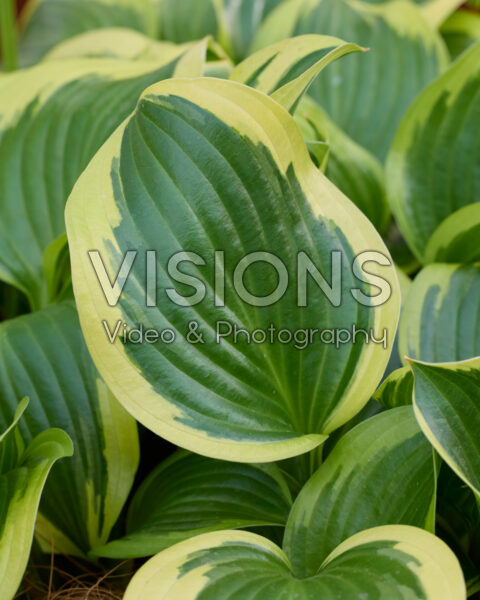 Hosta Queen Josephine Hosta Queen Josephine