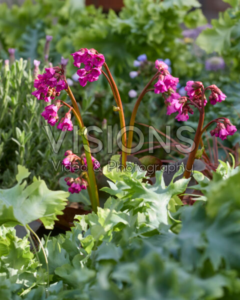 Bergenia Bergenia