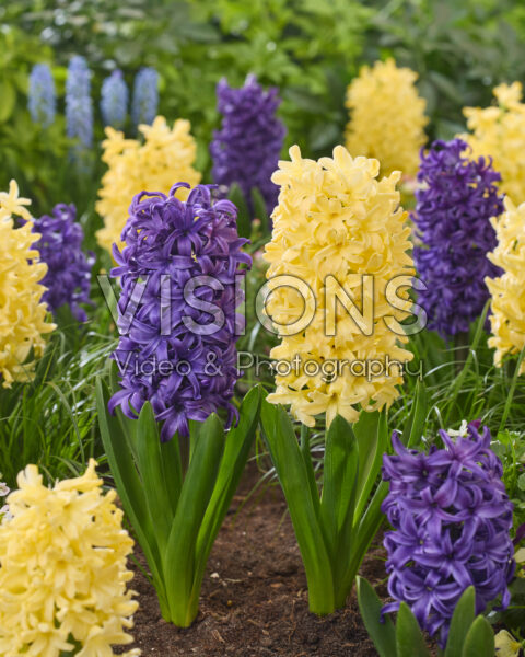 Hyacinthus Blue Jacket, Yellowstone Hyacinthus Blue Jacket, Yellowstone