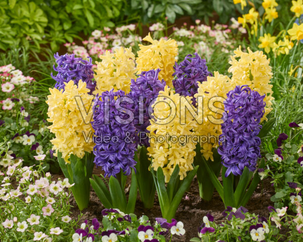 Hyacinthus Blue Jacket, Yellowstone Hyacinthus Blue Jacket, Yellowstone