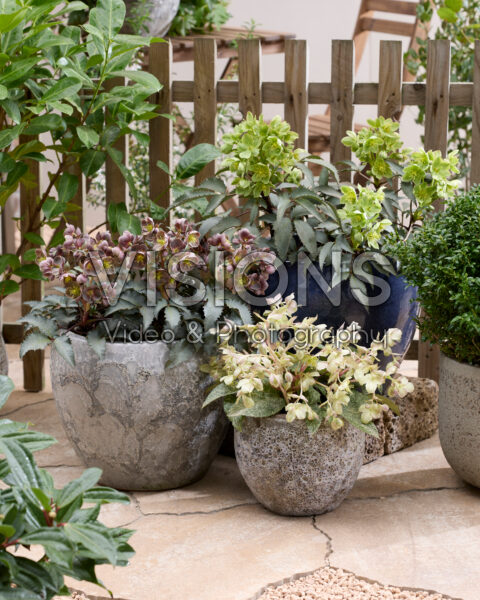 The Rockies Helleborus combination